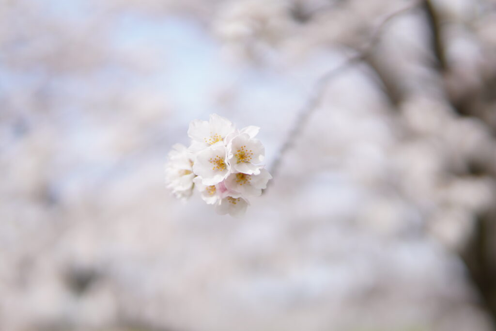 ボケ感のある桜